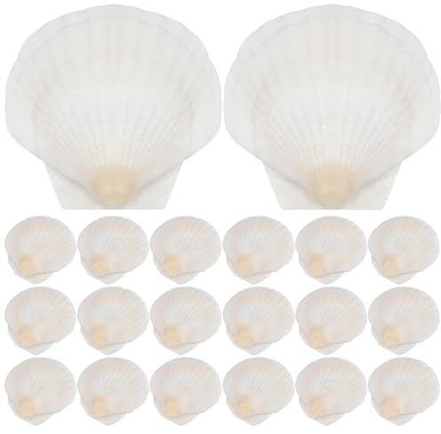 Toddmomy Lot de 20 coquilles Saint- pour Loisirs créatifs : Coquillages Blancs vides, décorations de Plage et présentation de Fruits de mer.