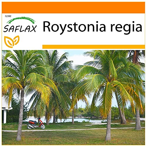SAFLAX - Garden in the Bag - Kubansk Kunglig Palm - 8 Frön - Med underlag i en passande resväska - Roystonia regia