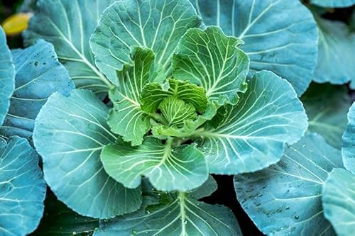 1000 Morris Heading Collard Seeds for Planting. Non GMO and Heirloom. 3+ Grams of Seeds. Garden Vegetable Survival Collards