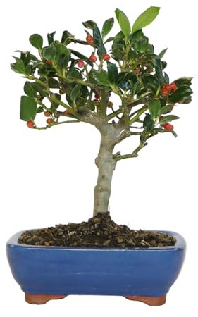 KENTIS - Bonsai di Agrifoglio - Ilex Nellie Stevens - Piante Vere da Esterno Balcone Terrazzo - H 30/35 cm Vaso Ø 26 cm