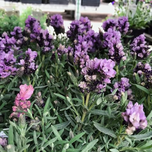 semi resistenti di lavanda selvatici perenni resistenti lavanda biologici, aiuole rialzate, luoghi soleggiati balcone giardino 250pcs