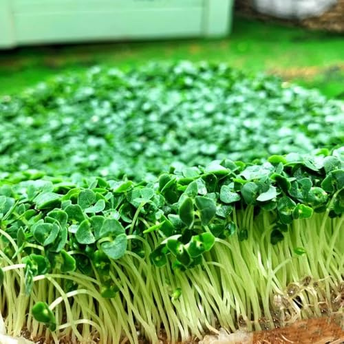 brotes de semillas de rábano balcón resistentes, Decoración balcones semillas invierno brotes jardín 550pcs