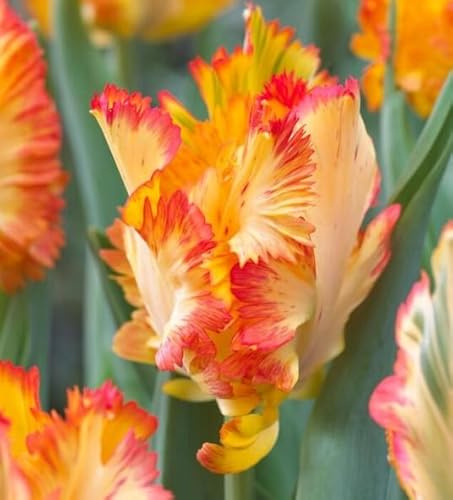 Rare Caribbean Tulip Bulbs for Planting - 10 Fresh Bulbs - Perennial Garden or Container Flowers
