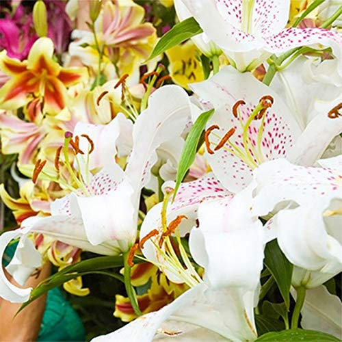 6 Giant Mixed Tree Lily Bulb Large Flower Fragrant Summer Pernnial Garden Plant Corm Collection