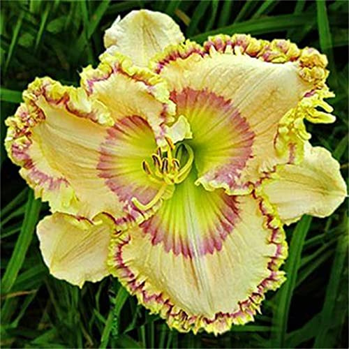 Cuidado fácil, Rizomas Hemerocallis, Habitaciones Purificadoras De Aire Multicolor, Muy Abejos, Jardín, Top azucenas Resistentes, ﻿-15bulbos-J
