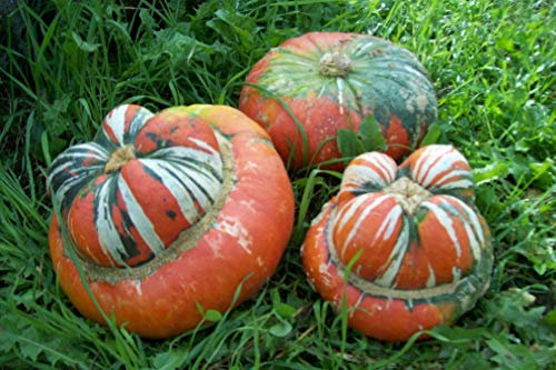 5g Semillas Calabaza Giraumon Turban (Cururbita máxima Duchesne)