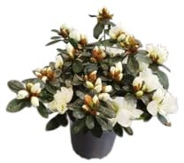 DECOALIVE Azalea con Flores Blancas – Planta Natural Resistente y de Fácil Cuidado