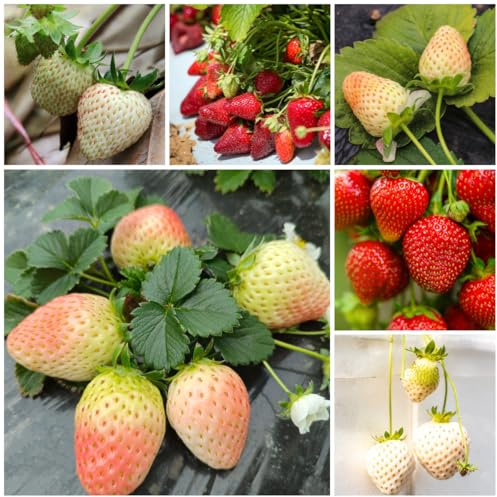 semi di fragola, fragola biologici, decorazione del giardino per esterno perenni, resistenti all'esterno sapote, 700pcs