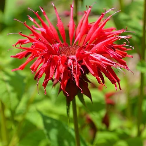 6x Monarde 'Gardenview Scarlet' – Monarda 'Gardenview Scarlet' – Godet 9x9cm | Floraison écarlate, port buissonnant