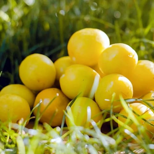 comprar semillas de albaricoquero de interior albaricoques organicas, para lecho elevado Decoración de sala de estar 6pcs