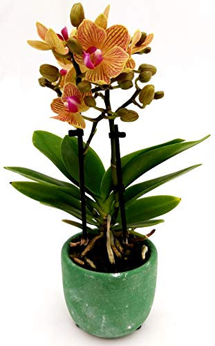 POWERS TO FLOWERS - ORCHIDEA PHALAENOPSIS BONSAI GIALLA IN VASO CERAMICA SFERICO VIOLA, Pianta Vera