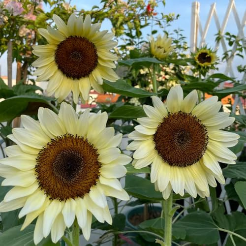semillas de girasol resistentes para el jardín girasol perenne de balcón perennes resistentes para lugares soleados de cortadas 150pcs