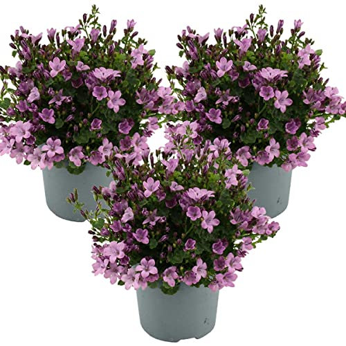 Bloomique - Lot de 3 - Campanula Ambella Pink - Campanule - Couvre-sol - Plantes de jardin - Résistante au gel - Sans danger pour les animaux - 10-20 cm de haut - Pot 10,5 cm