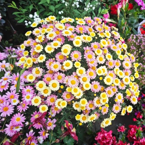 semillas margarita reales decoración de balcones arbusto de mariposas silvestres balcón bonsái interior primavera jardín jardín rocas balcón 900pcs
