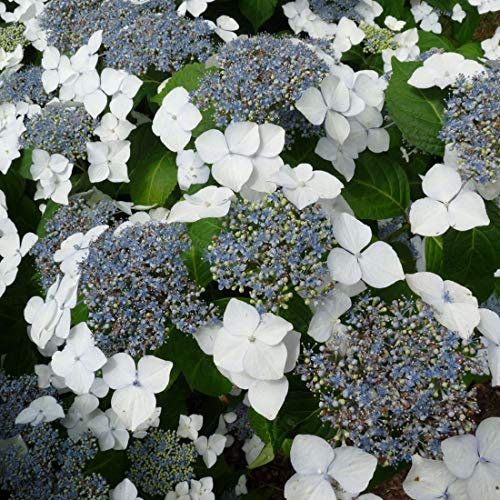 Bauernhortensie 'Mariesii Grandiflora' - Ballhortensie - 25-30 cm Topf - Blaue Blüten, kompakte Form - Geeignet für schattige Standorte