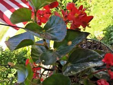 20 Begonia de alas de ángel Foglia ancha semi roja