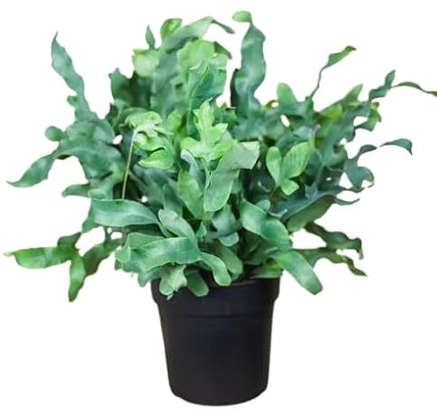 Helecho Blue Star Planta de Interior Natural y Fácil de Mantener