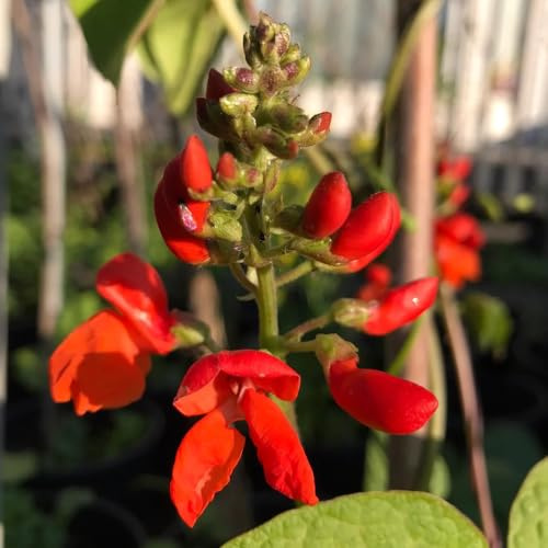 semi di fagioli rampicanti e fagioli rampicanti scarlatti, biologici, phaseolus coccineus, decorazione da giardino all'aperto 100pcs