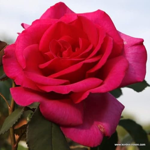 2x Rosier Thé moderne 'Parole' – Kordes Eleganza roos Plant-o-fix-pot | Rosier moderne parfumé, grandes fleurs rouges, idéal bouquet & massif