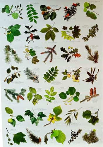 Buzz British Tree Leaf Nature Identification Poster - 35 Images of Tree Leaves - A3 Size