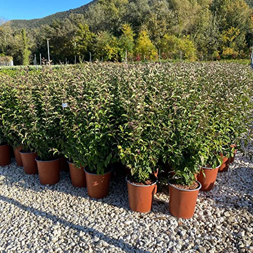 Ligustrum Japonicum (Ligustro del Giappone) vaso 19 cm