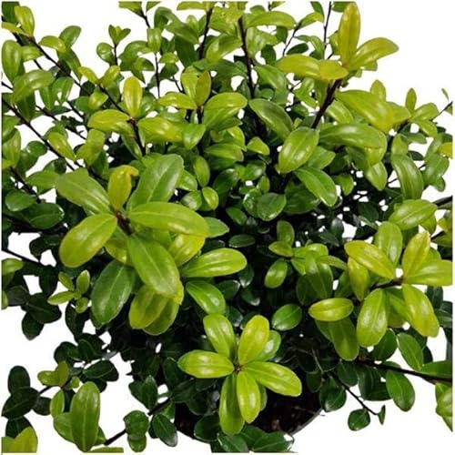 siepe di agrifoglio Ilex crenata 'Jenny' – 6 piante – Piante siepi sempreverdi resistenti – Altezza totale 1 metro – Agrifoglio giapponese compatto per siepi dense