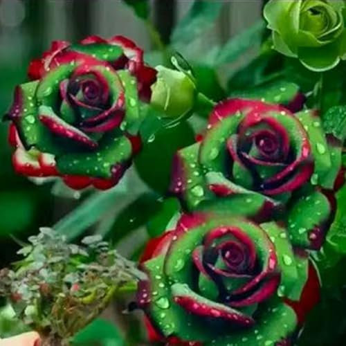 Kletterrose in Rosa - Kletter-Rose winterhart & duftend - Pflanze für Rankhilfe im 5 Liter Container von - Pflanzen in Top Qualität-Frosthart bis -25°C (HONGLU)