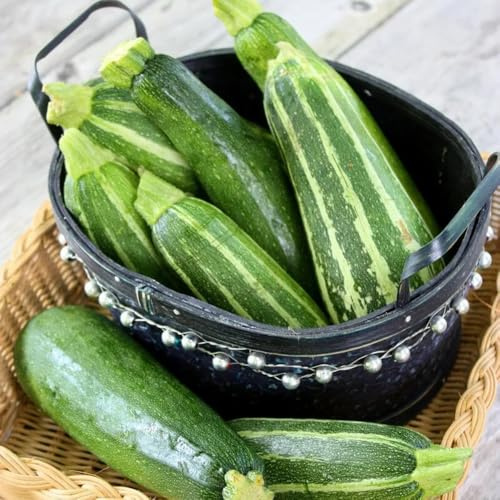 Semi di zucchine - invernali varietà antiche, resistenti da giardino perenni, interno, 200pcs