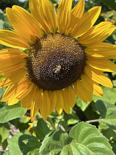 Sunflower School Pack Giant Single Yellow - up to 200 Seed Tall for Planting UK Grow Your Own Flowers