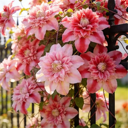 Clemátide rara y resistente - Clemátide trepadora perenne en maceta - Ideal para jardín, balcón y decoración en maceta-15 Rizoma-D