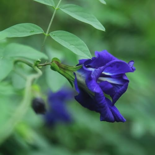 semillas de guisante mariposa - cubierta perenne resistente Clitoria ternatea, trepadoras raras, decoración de sala estar, para lugares soleados 25pcs