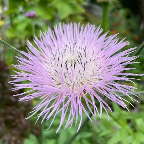 Semillas de aciano, Centaurea cyanus, orgánicas semillas de jardin exóticas 200pcs