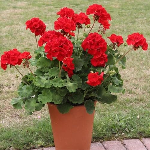 100 semi di geranio rosso