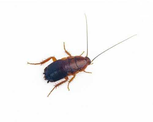 ANTHOUSE.ES - Cucaracha Red Runner Sherfordella Lateralis - Alimento Vivo Nutritivo y Resistente - Bajo en Grasa, Rico en Proteína - Talla S (90 uds)