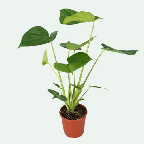 Monstera deliciosa (Fensterblatt) – trendige Zimmerpflanze mit typischen Blattschlitzen – pflegeleicht & dekorativ – Topf Ø 14,5 cm, ca. 50 cm hoch