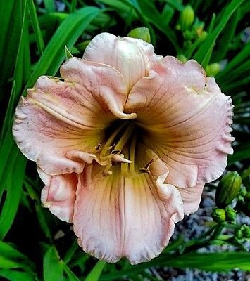 2016 SEMI ~ Hemerocallis (Hemerocallis) assortimento ~ 15 SEMI