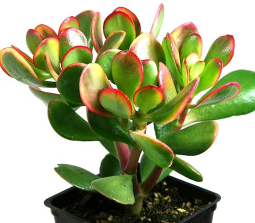 Rare Money Plant Jade Plant Sunset Variety (Crassula ovata 'Sunset') 12cm Pot | Houseplant Succulent Perfect for Home or Office | Drought-Tolerant