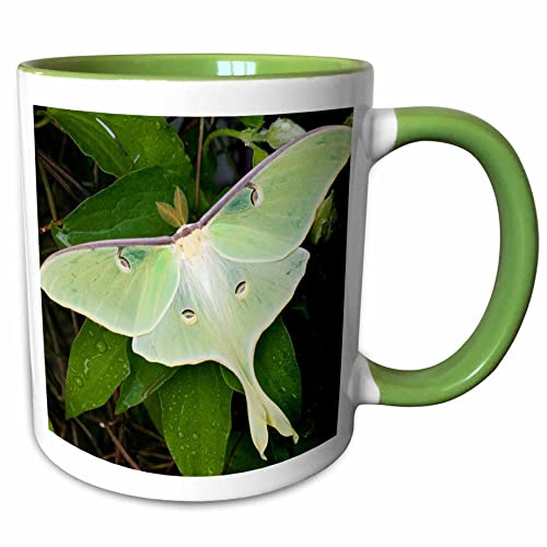 3dRose Luna Moth on Carnaby Clematis, Clematis sp, Marion Co. IL 15oz Two-Tone Green Mug
