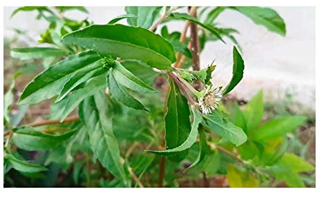 Pcs - 60x Eclipta Prostrata Marguerite Jardin Plantes - Graines ID97 - Seeds & Plants Shop by Ipsa