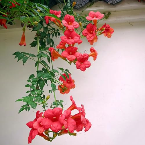 Trompeta trepadora, trompeta trepadora - Campsis elevado, decoración otoñal, sala de estar de jardín, enredaderas, decoración selvática Setos resistentes, con 225semillas