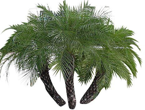 1 Kg Samen Zwerg-Dattelpalme -Phoenix roebelinii- -Tolle Zimmerpflanze-
