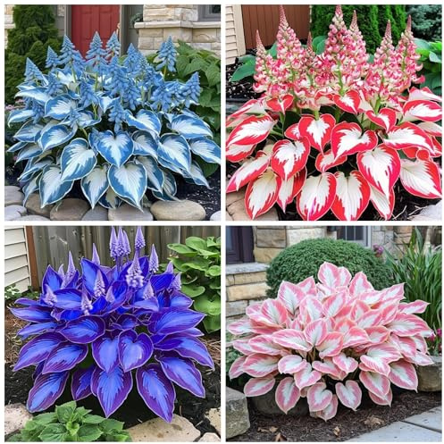 Hosta Seeds Hosta - Raíces desnudas en forma de corazón - Follaje rico, bajo mantenimiento, hojas en forma de corazón