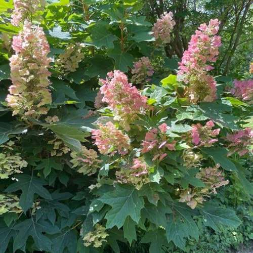 Hortensia Burgundy 2L - De belles feuilles bordeaux