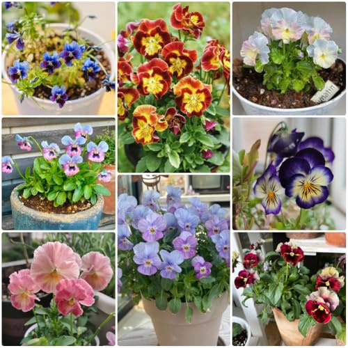semi di viola del pensiero, semi di selvatici Viola tricolore, di viola del pensiero resistenti regali per gli amanti del giardino per esterno resistenti 250pcs