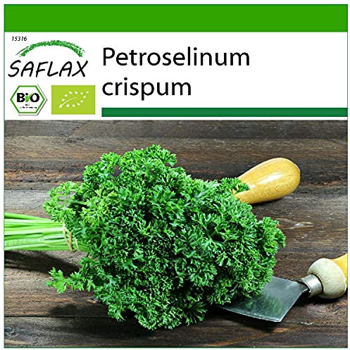 SAFLAX - BIO - Persil frisé - 800 graines - Avec substrat de culture aseptique - Petroselinum crispum