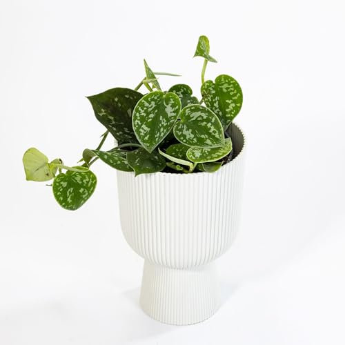 Pianta vera di Pothos pictus Argyraeus - Diametro Vaso Ø 15 cm