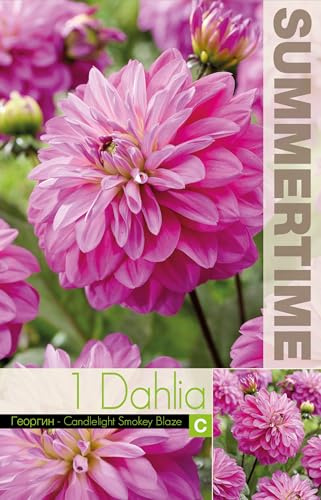 AGRONOM | DALIAS - CANDLELIGHT S. B. | Bulbos de flores perennes | Flores violetas | Cultivadas en jardines de flores, macetas y céspedes floridos | 1 bulbo