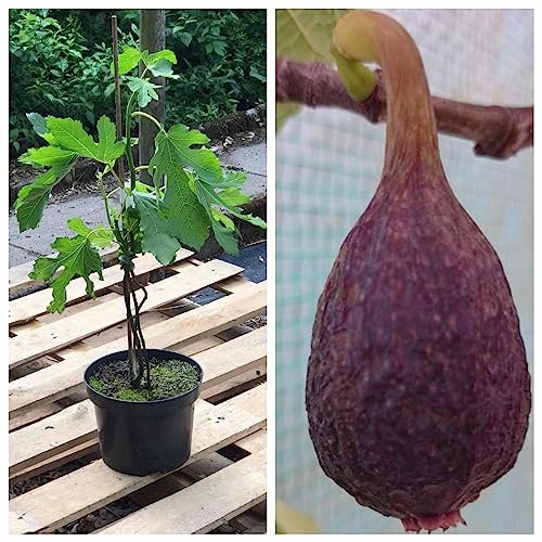 Müllers Grüner Garten Shop Feige Brown Turkey kräftige Fruchtfeige Feigenbaum Ficus carica 3,5 Liter Topf ca. 60-100 cm