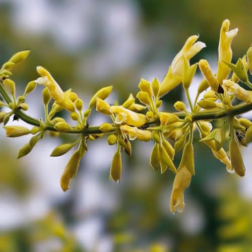 salbeisamen kaufen - exotische stauden winterhart mehrjährig balkon garden 250pcs