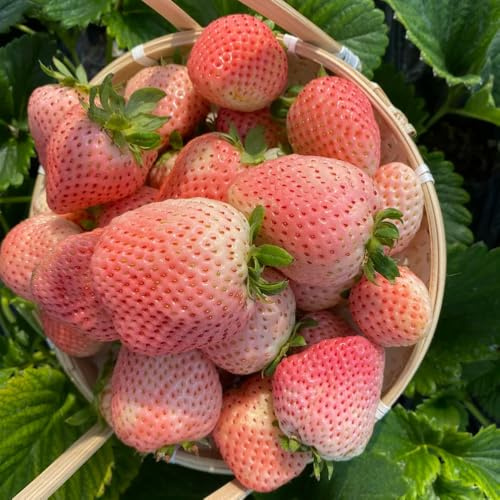 semi di fragola biologici - varietà antiche balcone da aiuola rialzata rampicanti, resistenti esotiche 600pcs
